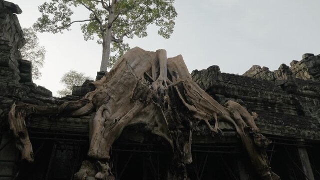 Giant tree roots spreading over ancient Ta Prohm temple structures