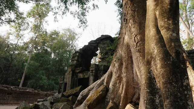 Massive tree roots growing around ancient temple ruins at Angkor Wat