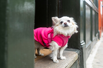 Small white chihuahua dog wearing a bright pink fleece vest standing in a doorway. © elenarostunova
