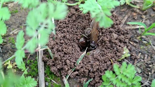 Macro Close-up of Winged Queen Ant Emerging from Underground Nest for Nuptial Flight in Natural Habitat