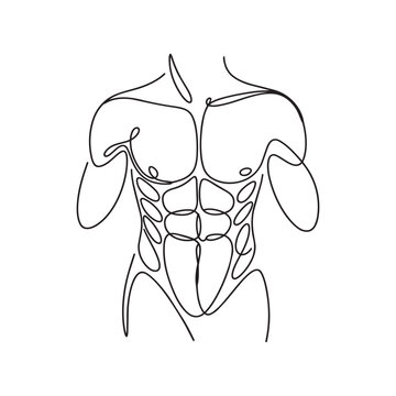 Continuous line drawing of male torso muscle anatomy for fitness and bodybuilding concept.
