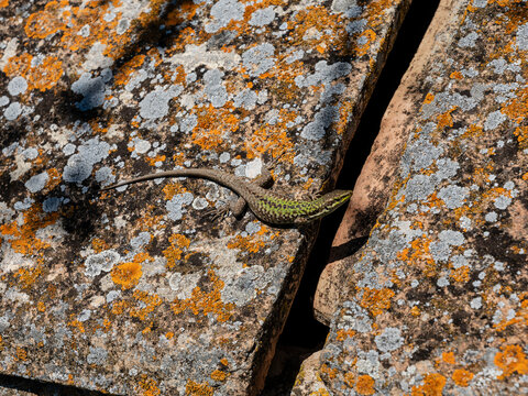 lizard, Selinunte, archaeological site dating from 550 BC, province of Trapani, Sicily, Italy