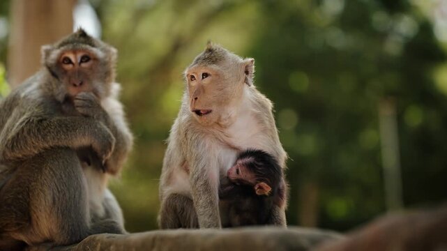 Mother macaque holding newborn baby in tropical forest near Angkor ruins