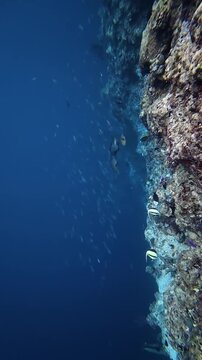 School of Fusilier Fish Swimming Along Coral Reef Wall in Biak Papua
