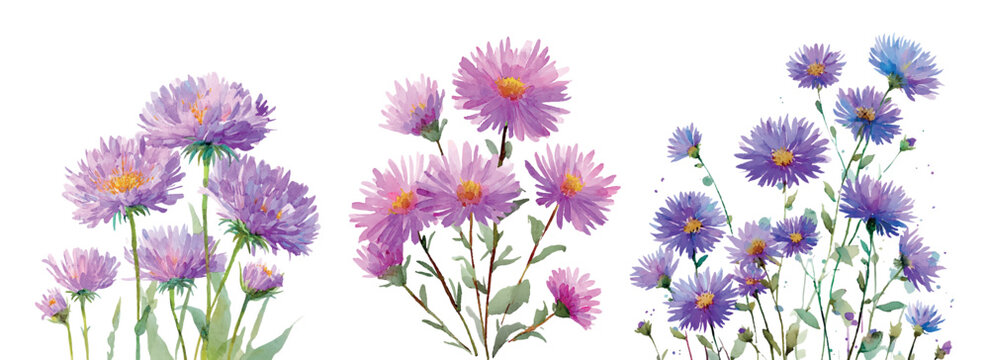 Purple and blue garden aster flowers depicted in a watercolor illustration style, showing blooming stems and petals with delicate green leaves against a transparent background