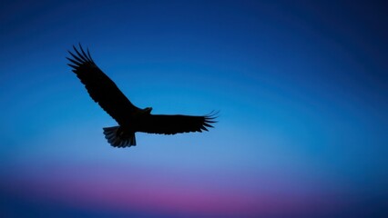 Fototapeta premium A bird in flight against a colorful sky