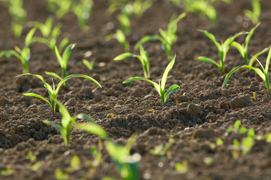 Young corn seedlings growing in cultivated agricultural field