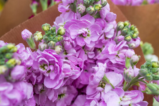 Close up of purple stock flowers bouquet in brown paper wrap.