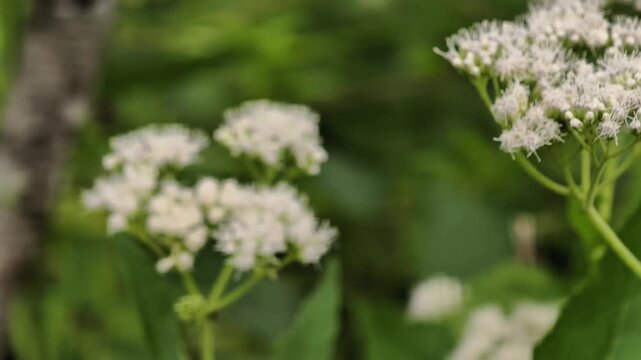 Boneset plant or Eupatorium sessilifolium