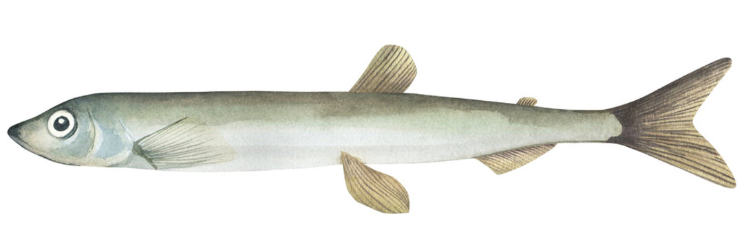 Capelin Fish (Mallotus villosus). Watercolor illustration of isolated on a transparent background. Raw hand drawn capelin for printing, cookbook, signboard, menu, market, packaging