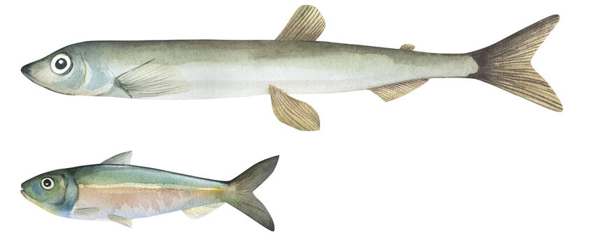 Capelin (Mallotus villosus) and sprat (Sprattus sprattus). Watercolor illustration of small forage fish on transparent background. For cookbooks, menu, educational brochures, packaging, marine design