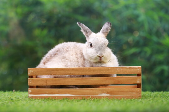 Netherlands Dwarf or ND rabbit grey bunny orange young rabbit on grey wood floor with green plant decoration as summer nature with green background. Happy bunny and relax pet.