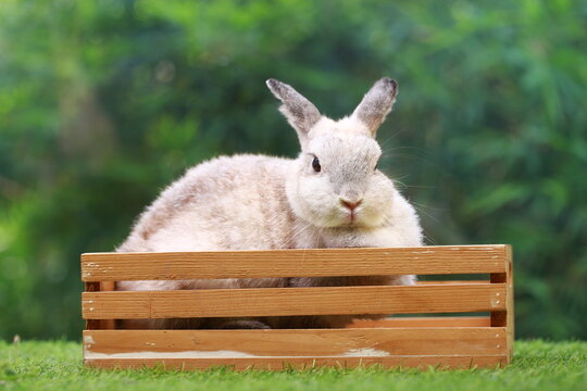 Netherlands Dwarf or ND rabbit grey bunny orange young rabbit on grey wood floor with green plant decoration as summer nature with green background. Happy bunny and relax pet.