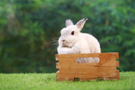 Netherlands Dwarf or ND rabbit grey bunny orange young rabbit on grey wood floor with green plant decoration as summer nature with green background. Happy bunny and relax pet.