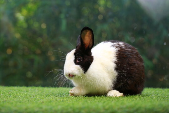 Black and white young rabbit on grey wood floor with green plant decoration as summer nature with green background. Happy bunny and relax pet.