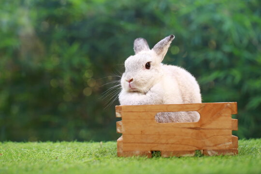 Netherlands Dwarf or ND rabbit grey bunny orange young rabbit on grey wood floor with green plant decoration as summer nature with green background. Happy bunny and relax pet.