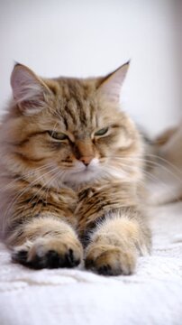 Portrait of well-fed cat, lounging. The fur is thick and immaculately groomed, glowing softly in the gentle light, relaxing, ready to nap. Calmness, tranquil ambiance, peaceful moment
