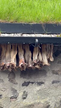 Dried cod stockfish hanging under the eaves of a traditional Faroese wooden house, Faroe Islands