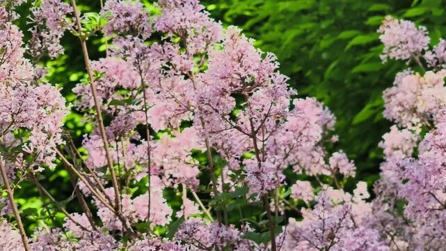 Horizontal video of a blooming light purple lilac bush, revealing a modern city center office building in the background at Palas Garden in Iasi.