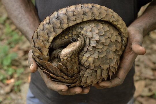 Long-tailed pangolin (Phataginus tetradactyla) in the hands of a poacher, bushmeat, Mangamba, Littoral Province, Cameroon