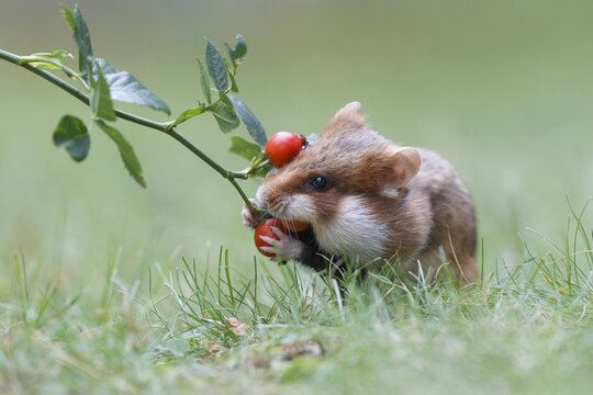 Hamster (Cricetus cricetus) taking a rosehip for its hoard, Austria