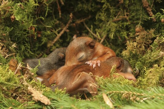 Eurasian Red Squirrel (Sciurus vulgaris) young in drey, blind