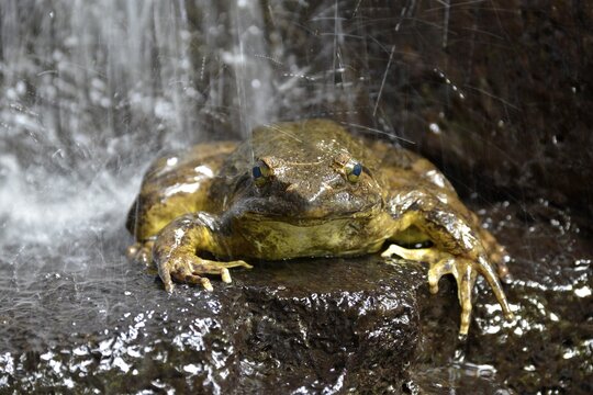 Goliath frog (Conraua goliath) under a waterfall, largest frog in the world, Mangamba in Nkongsamba, Littoral Province, Cameroon