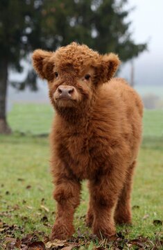 Scottish Highland cattle (Bos primigenius f. taurus) calf, Allgaeu, Bavaria, Germany, Europe
