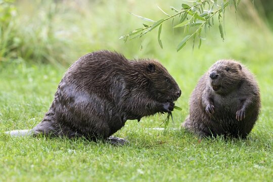 Eurasian beaver (Castor fiber), one feeding on a willow branch, Tyrol, Austria
