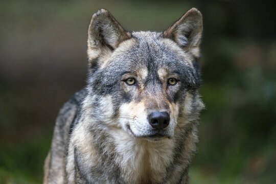 European Gray wolf (canis lupus), animal portrait, captive, France