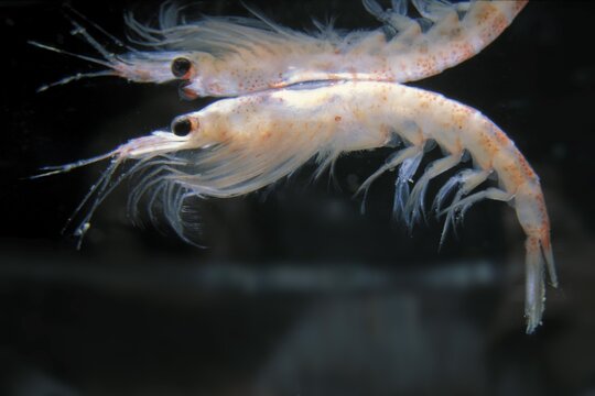 Antarctic Krill (Euphausia superba), Antarctica