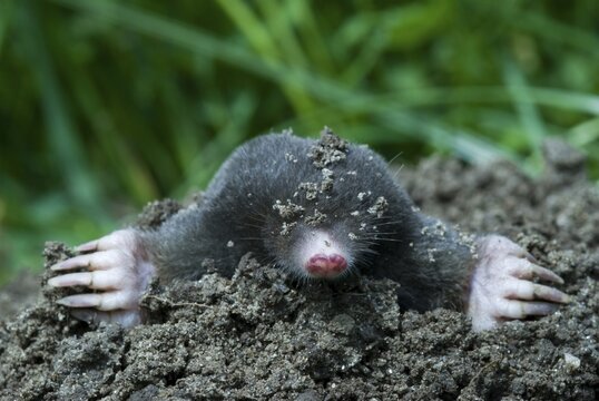 European Mole (Talpa europaea), Schwaz, Tyrol, Austria, Europe