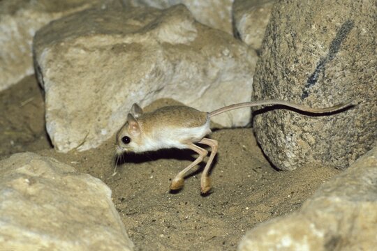 Desert Jerboa (Jaculus jaculus), running, hopping, Africa