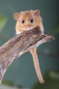 Hazel Dormouse, Common Dormouse (Muscardinus avellanarius), Oberbiel, Solms, Hesse, Germany