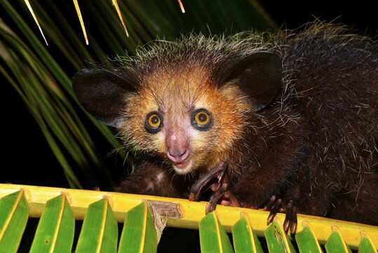 Aye-aye (Daubentonia madagascariensis), Masoala National Park, Madagascar