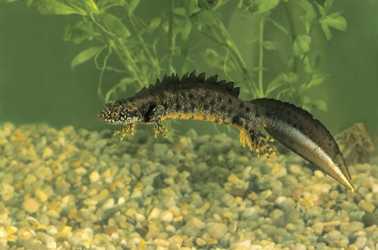Great Crested Newt, Northern Crested Newt or Warty Newt (Triturus cristatus), male