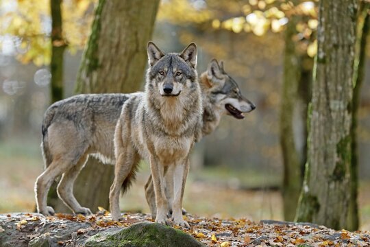 European Gray wolves (canis lupus) stand, Germany