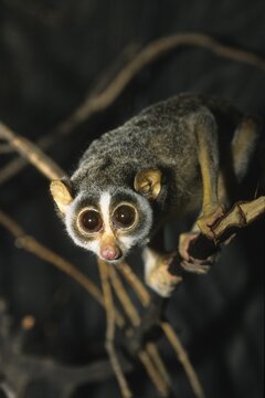 Slender Loris (Loris tardigradus), Sri Lanka, Asia