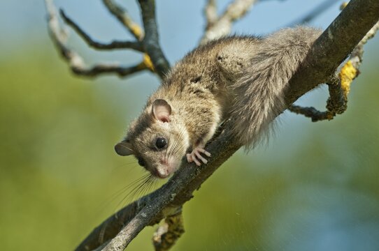 Edible dormouse (Glis glis) climbing on a branch, Germany