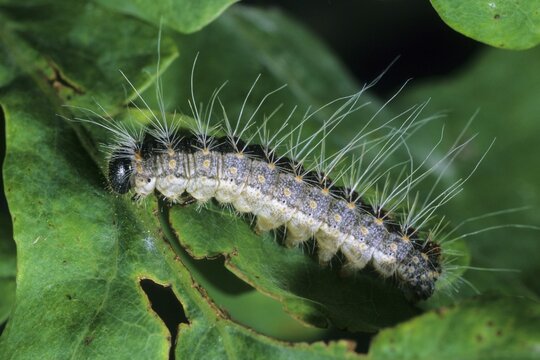 Oak processionary (Thaumetopoea processionea) caterpillar on an oak leaf