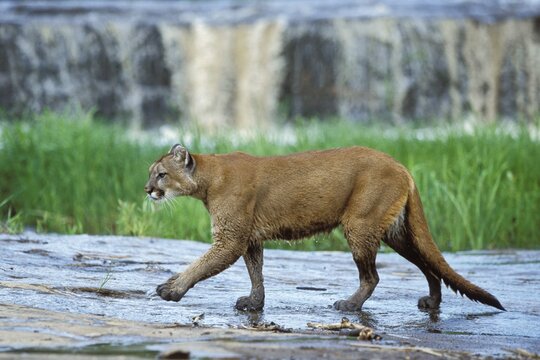 Cougar, Mountain Lion (Puma concolor) at waterfall, Rocky Mountains, Colorado, North America