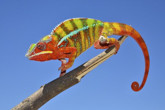 Panther chameleon (Furcifer Pardalis), male, northwest, Madagascar