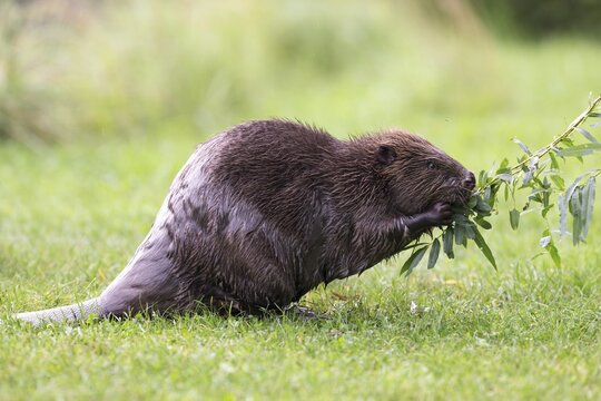 Eurasian Beaver (Castor fiber) feeding on a willow branch, Tyrol, Austria