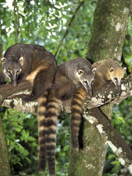 Coatis (Nasua nasua) in tree, Iguassu National Park, Brazil, South America