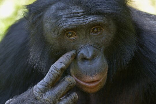 Bonobo (Pan paniscus), portrait, Lola ya Bonobo Sanctuary, Kimwenza, Mont Ngafula, Kinshasa, Democratic Republic of the Congo