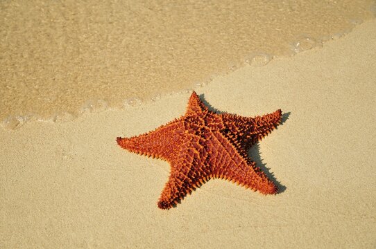 Red cushion sea star (Oreaster reticulatus), protected species, Playa Ancon beach, near Trinidad, Cuba, Caribbean
