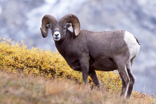 Bighorn Sheep (Ovis canadensis), Sunwapta Pass, Jasper National Park, Alberta, Canada