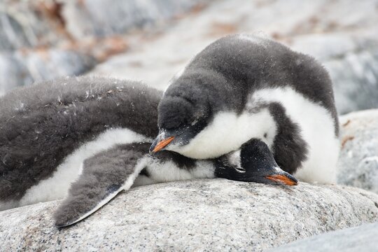 Young Gentoo Penguins (Pygoscelis papua), sleeping, Antarctic Peninsula, Antarctica