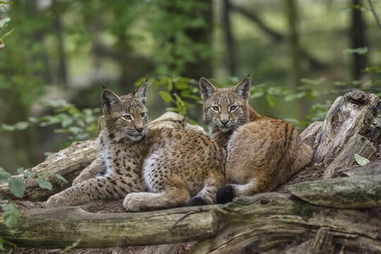 Eurasian lynxes (Lynx lynx) lying together between tree trunks, captive, Parc Animalier de Sainte-Croix, Rhodes, Moselle, Lorraine, France