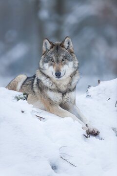 Gray wolf (Canis lupus), wolf lying in the snow, captive, Bavaria, Germany